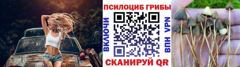 Галлюциногенные грибы Psilocybe  Купить закладки  Муром 